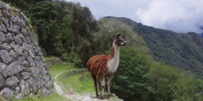 Hike To Machu Picchu