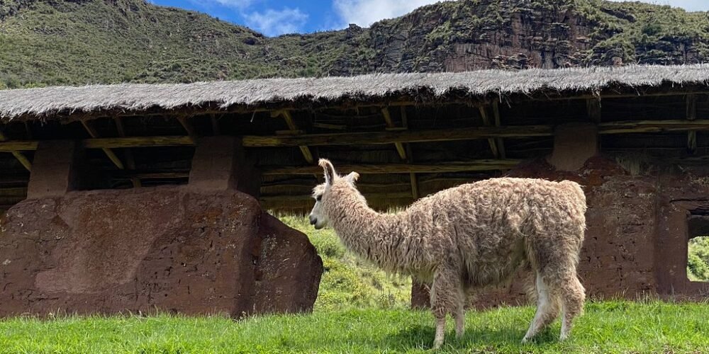 Llama in Huchy Qosqo