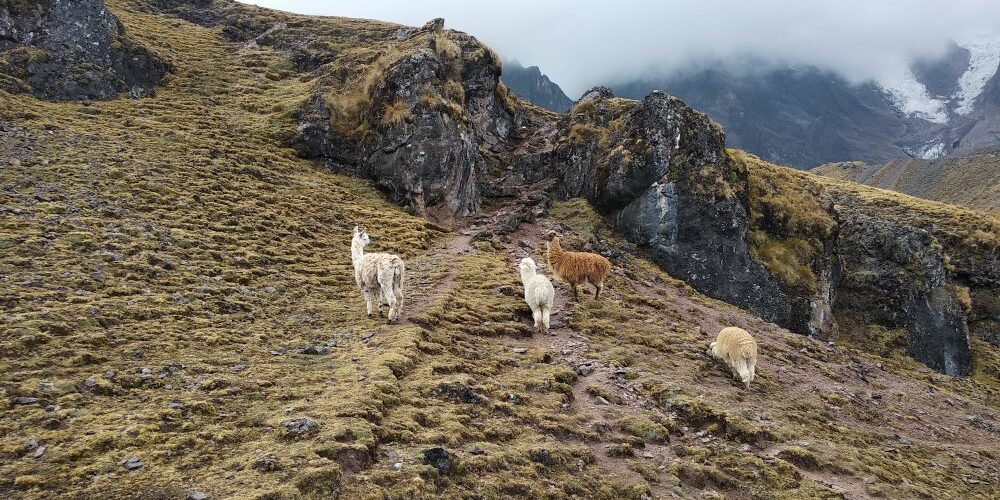 In lares trail the 3 days we can see llamas and alpacas