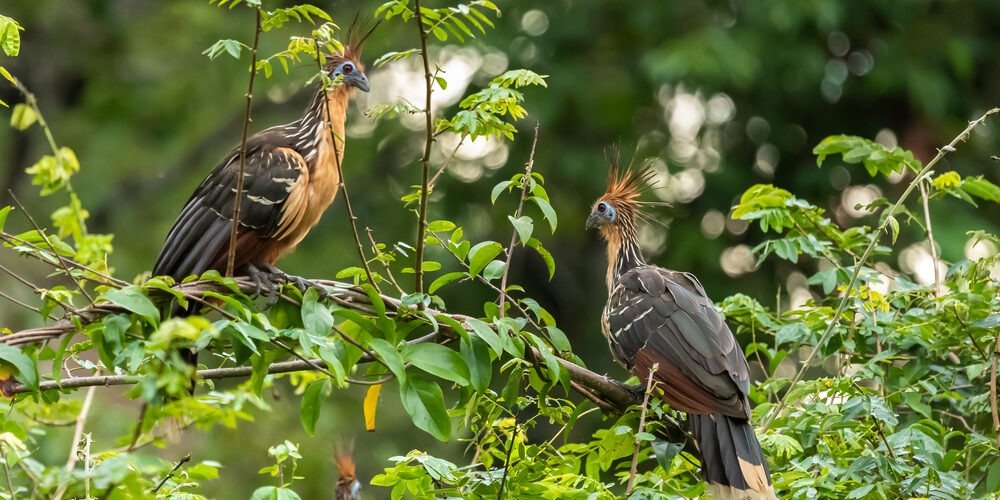 Birds at Sandoval Lake