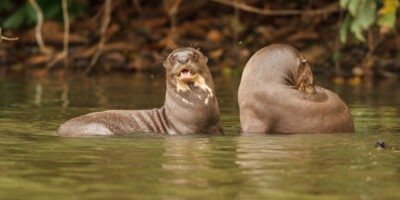 Otters