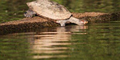 Tambopata Tour