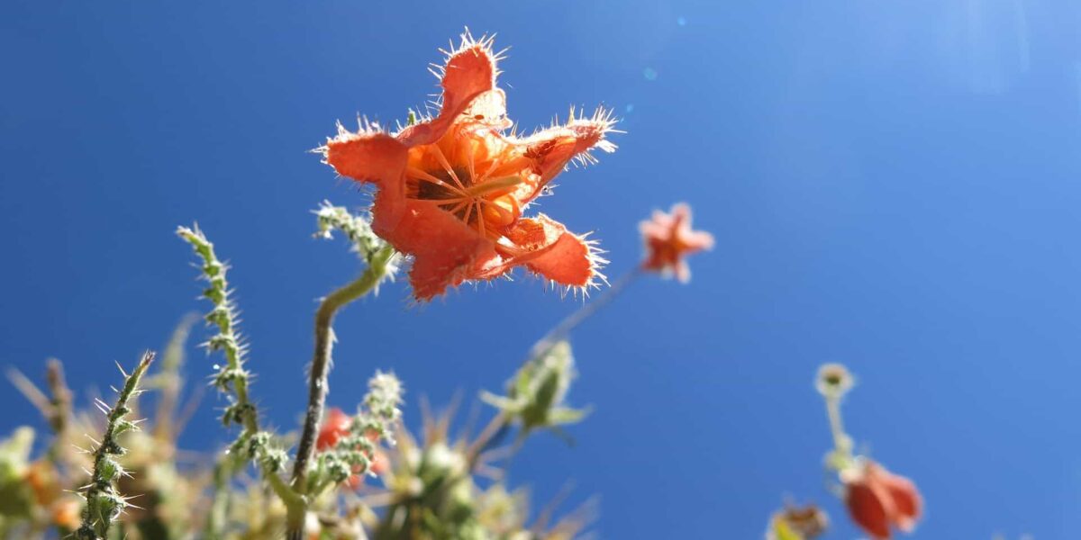 bellflower in Colca Canyon