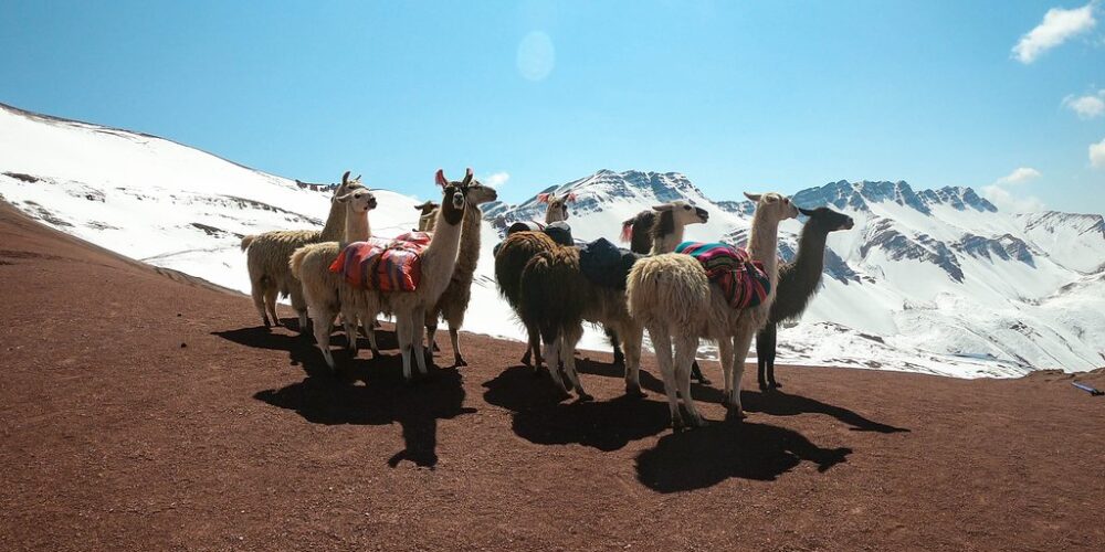 beautiful views and llamas on the Ausangate trek 5 days