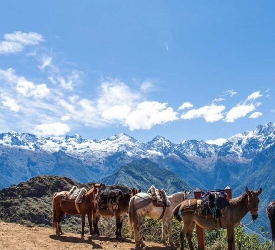 beautiful what we see snowy mountains and horses