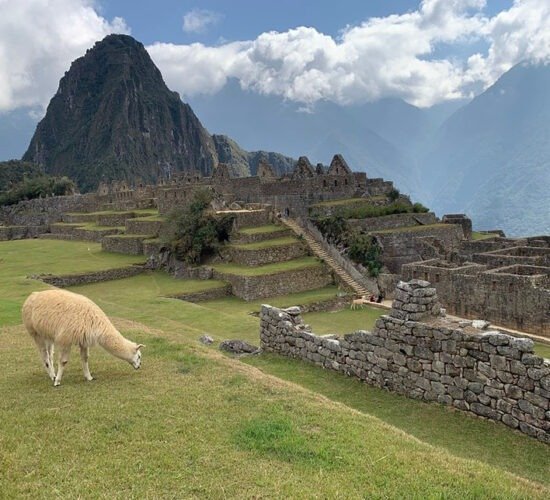 Beautiful view of machu picchu next to the llama eating