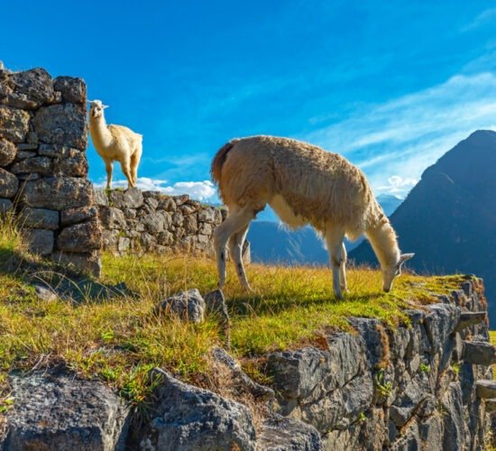 Machu Picchu 