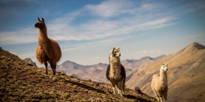 Llamas in ausangate trail