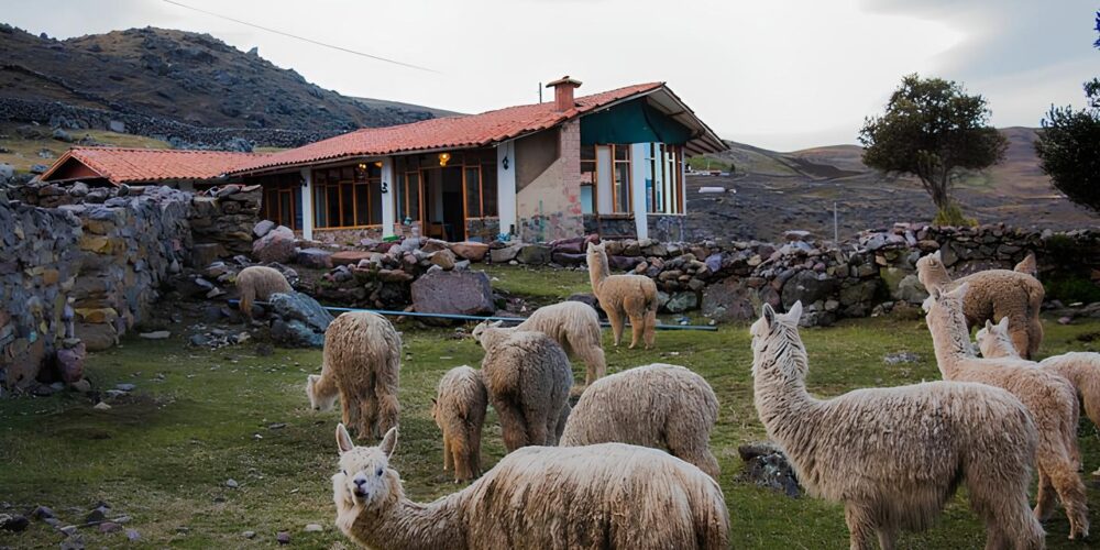 Our Lodge in Pacchanta