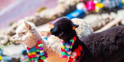 Rainbow Mountain alpaca