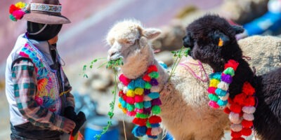 Rainbow Mountain alpacas