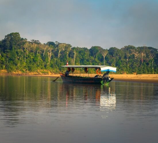 Tambopata parrot view