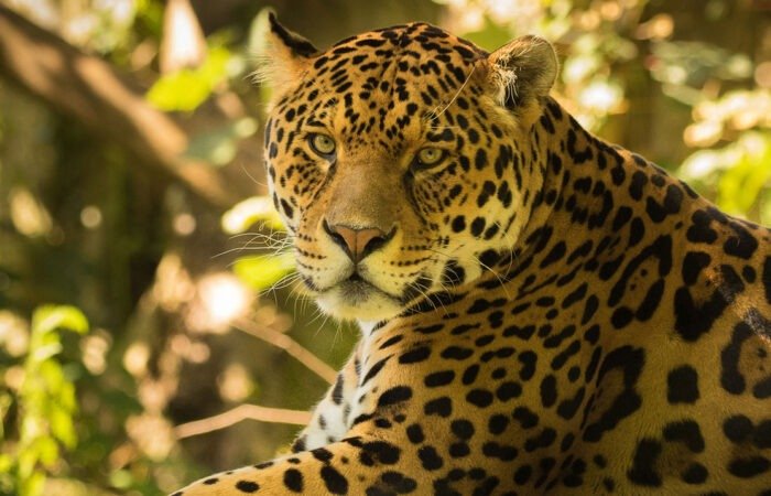 Manu National Park