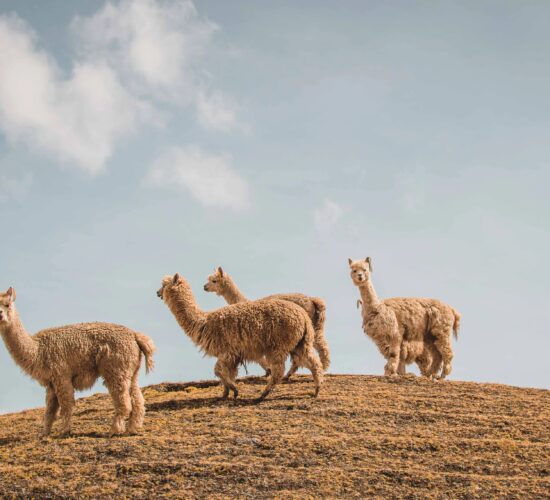 alpacas in Arapa pass