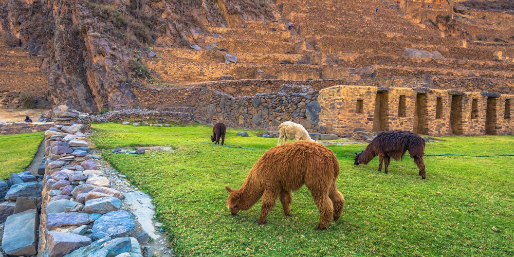 Ollantaytambo alpacas