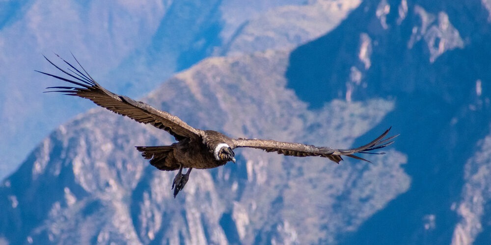The flight of the condor in the colca canyon
