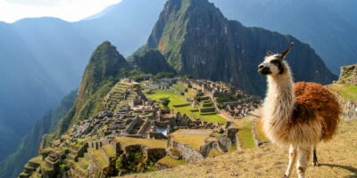 Llama In Machu Picchu