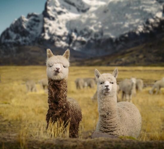 View of alpacas and beautiful landscapes