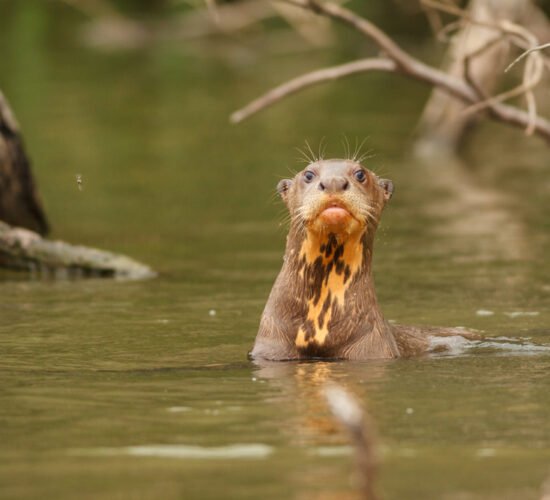 Otter