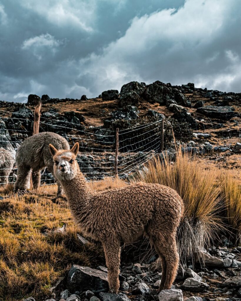Alpaca