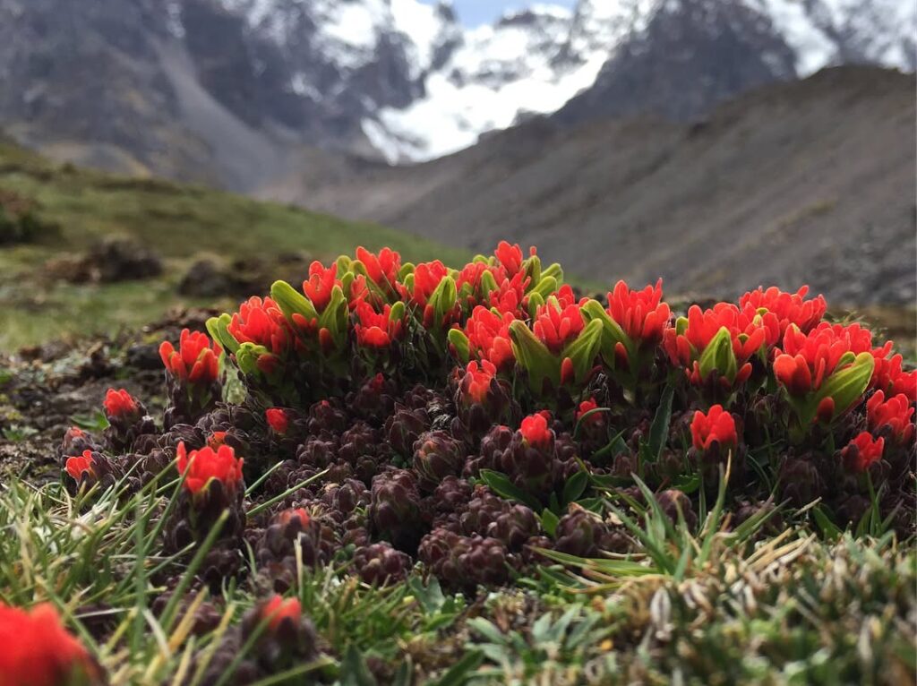 Flora on the Route to the 7 Lagoons