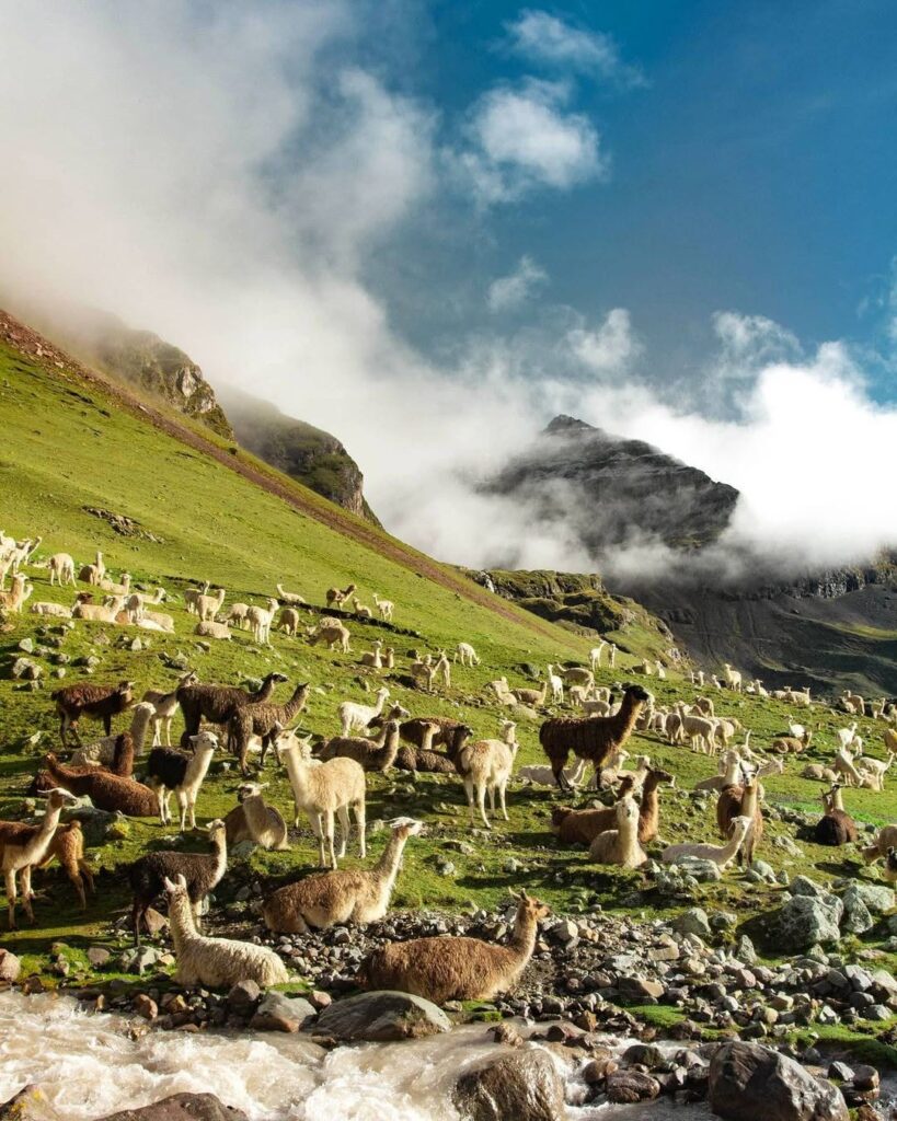 Llamas and alpacas are animals that are loved by everyone.