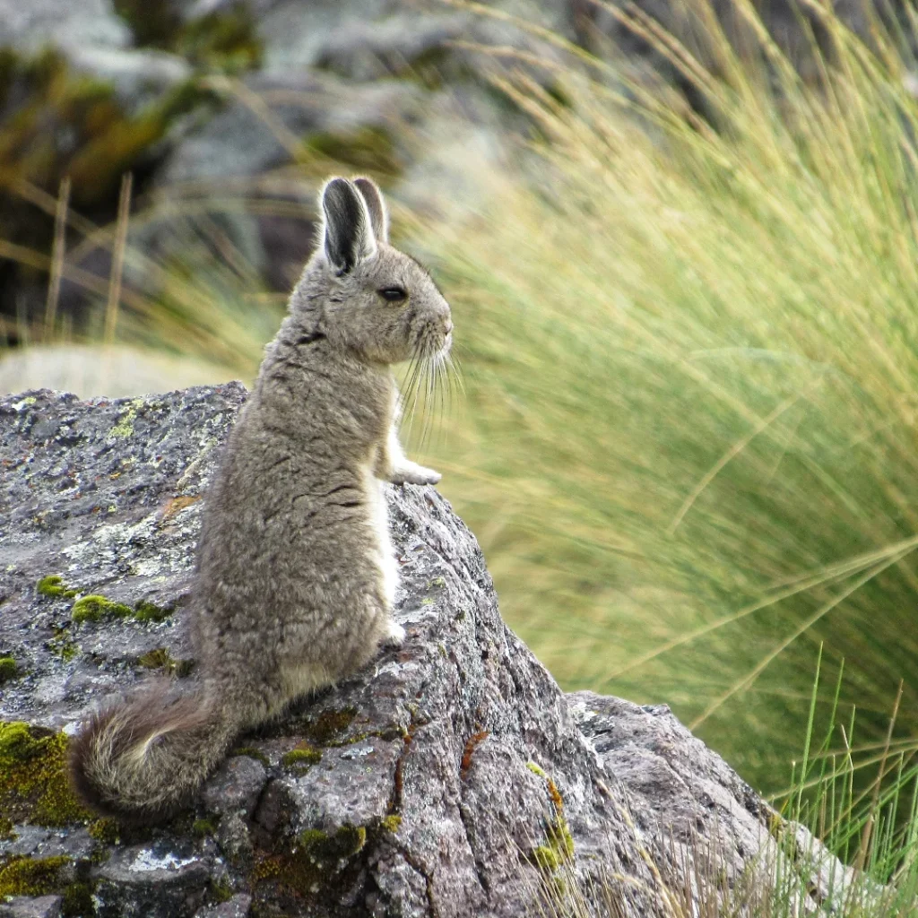 Vizcacha