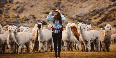 Beautiful photo with the alpacas