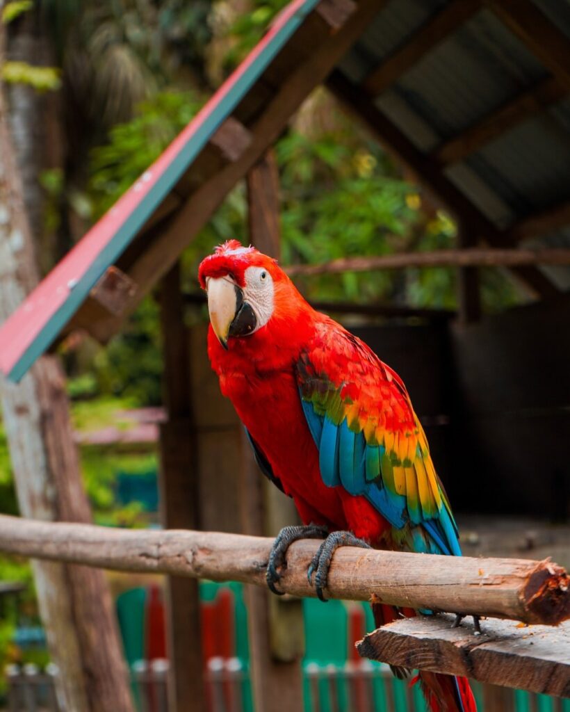PARROT