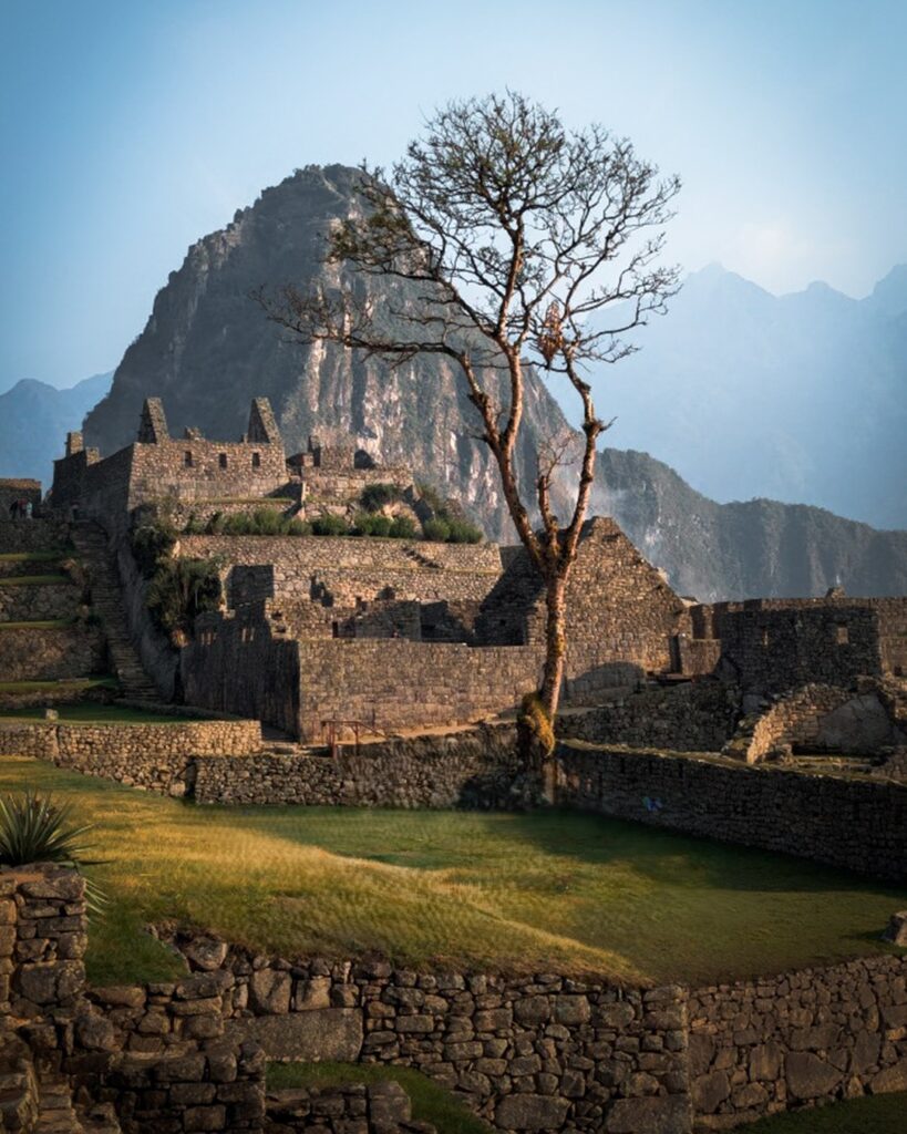 Pisonay tree – Machu Picchu