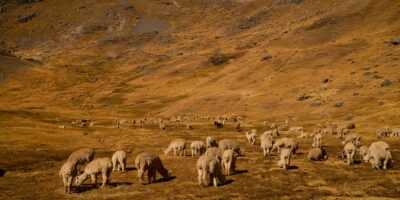 Alpaca paradise Alpaca paradise