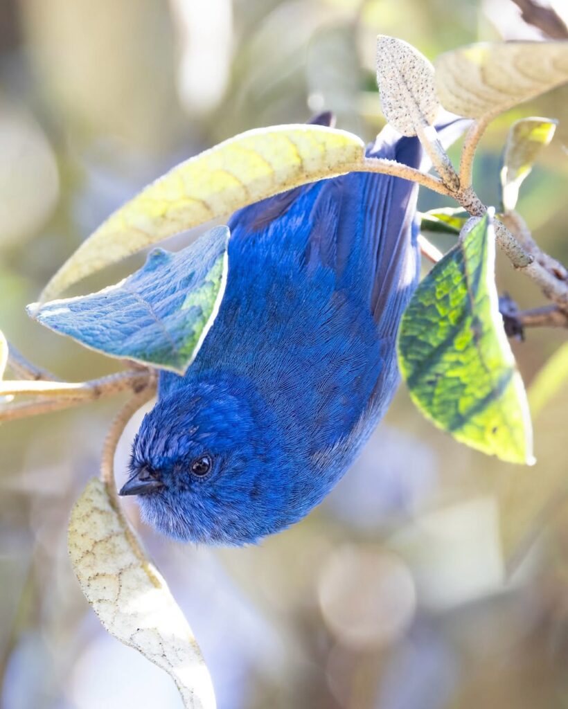 Inca Trail 2026: Your Comprehensive Trekking Guide 6 Bird on the Inca Trail