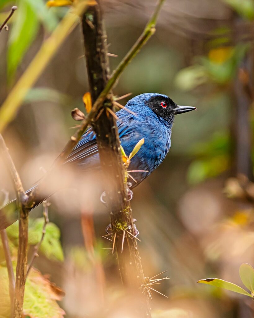 Inca Trail 2026: Your Comprehensive Trekking Guide 7 Bird on the Inca Trail