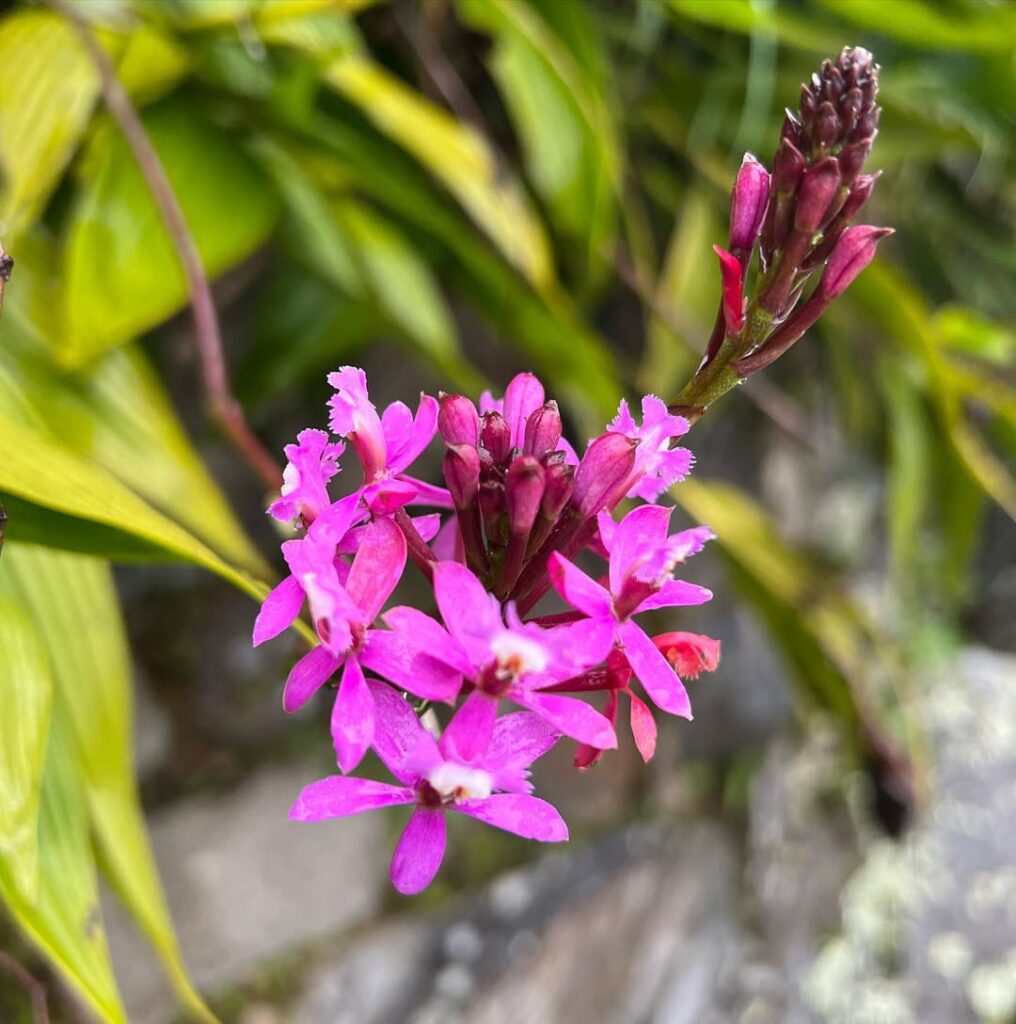 Inca Trail 2026: Your Comprehensive Trekking Guide 10 Orchid on the Inca Trail