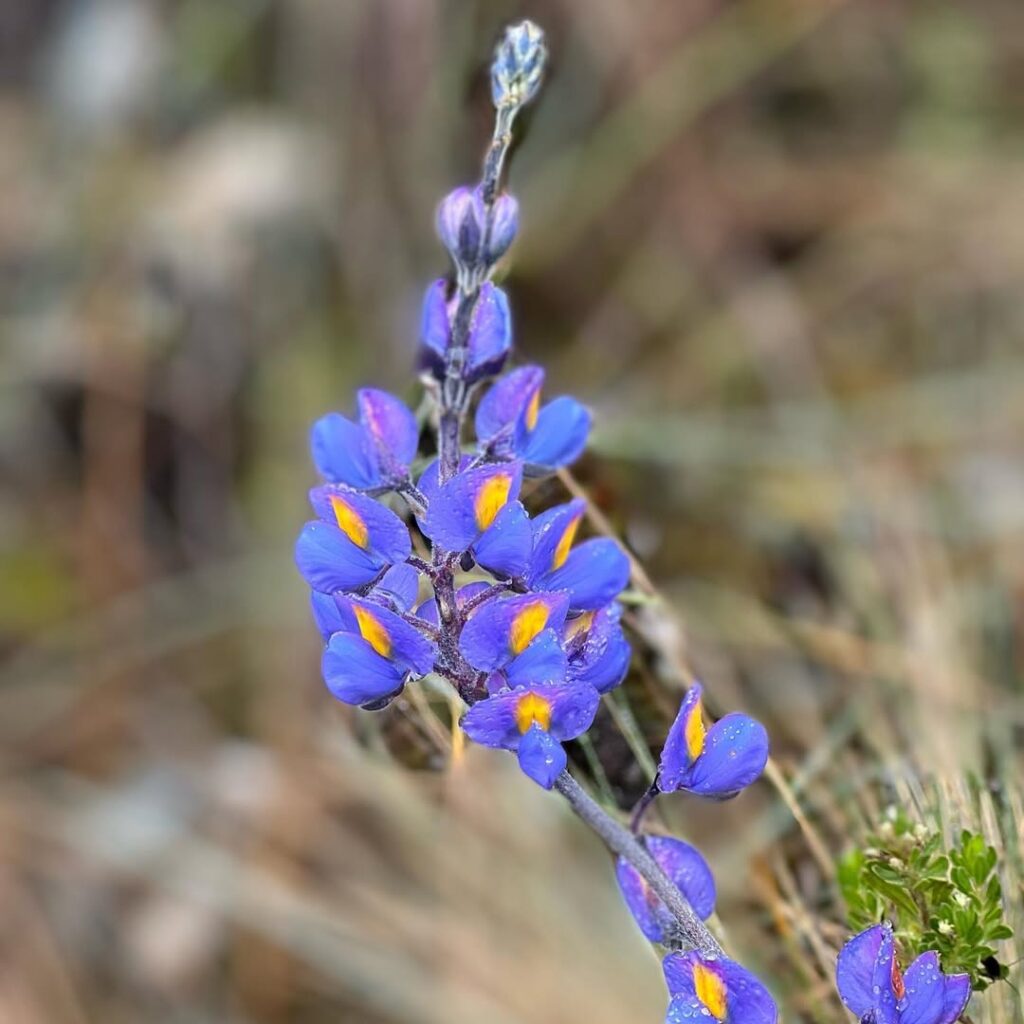 Inca Trail 2026: Your Comprehensive Trekking Guide 8 Orchid on the Inca Trail