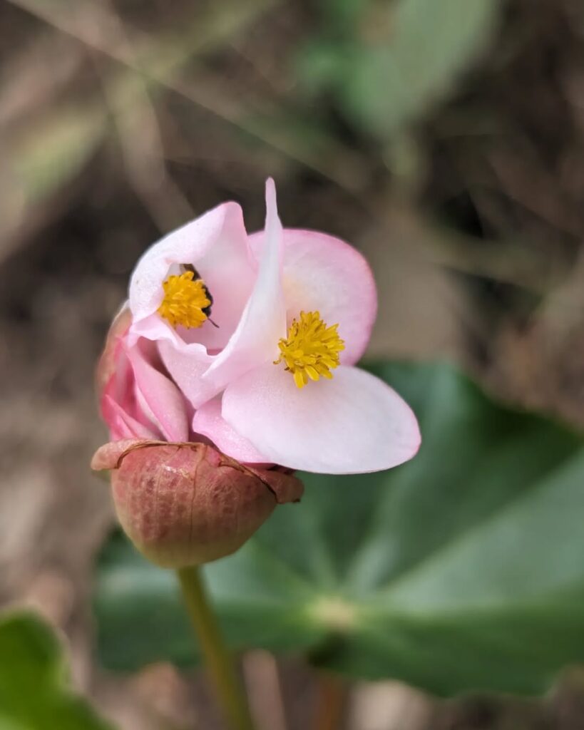 Inca Trail 2026: Your Comprehensive Trekking Guide 9 begonia flower