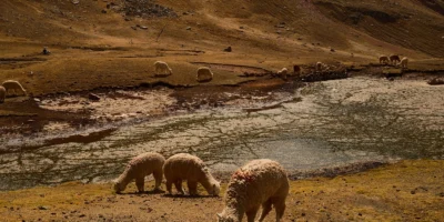 Alpacas grazing freely Alpacas grazing freely