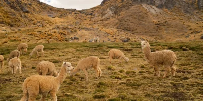 Alpacas in Ausangate Alpacas in Ausangate