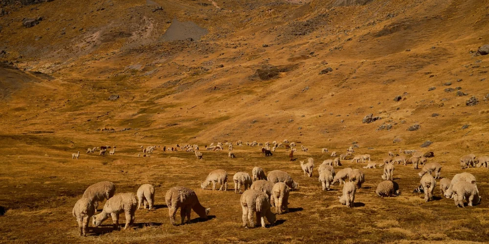 Herd of alpacas in 7 lagoons