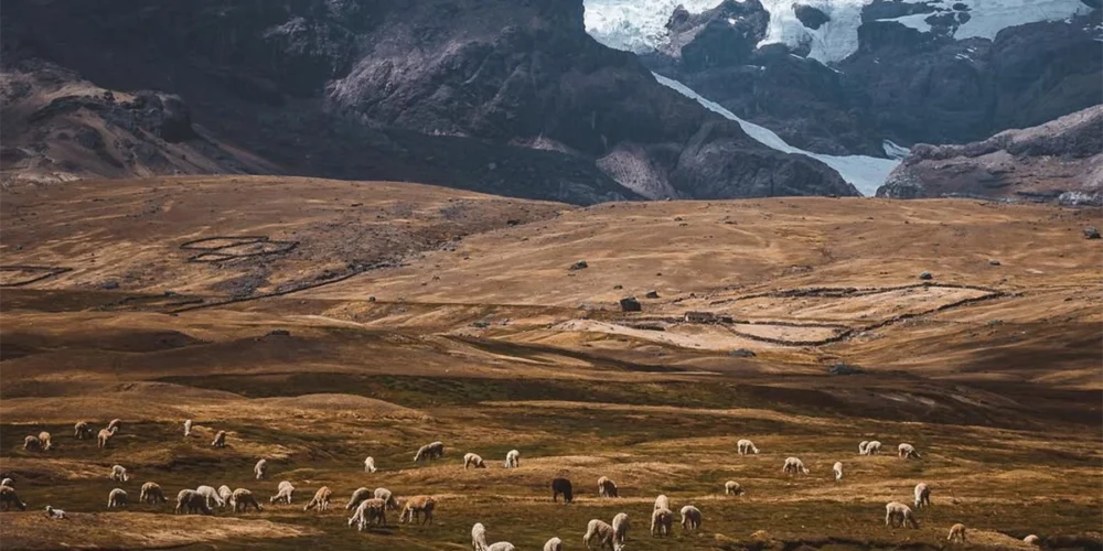 alpacas en Quelccaya