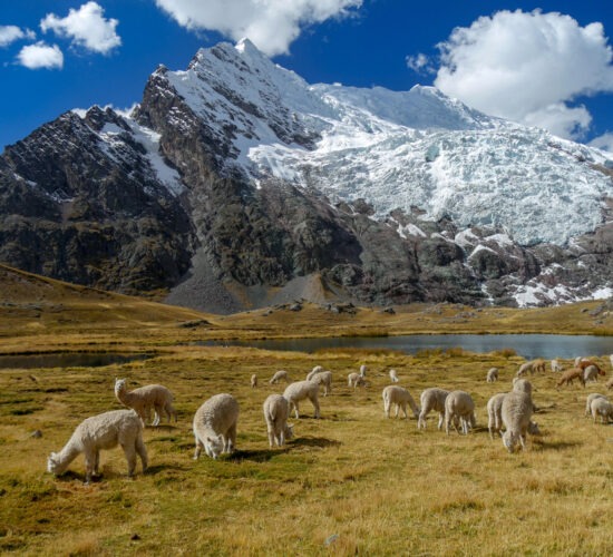 Alpacas in Pucacocha Lunch Camp