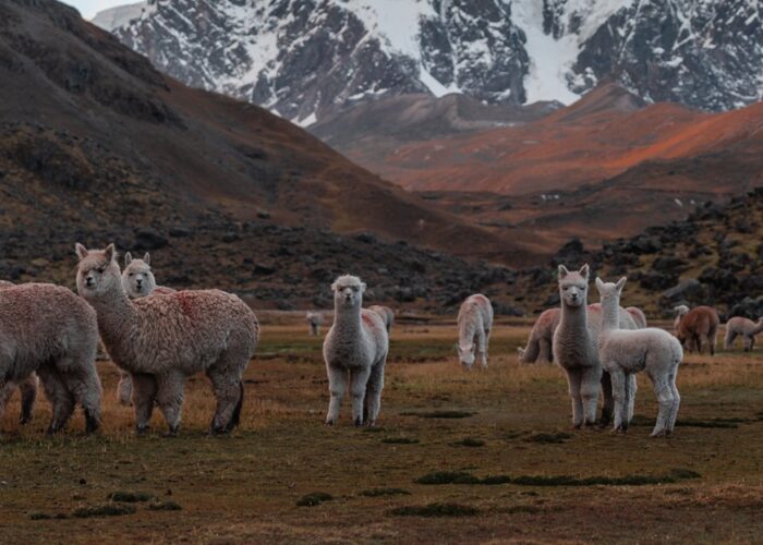 Ausangate Trek To Rainbow Mountain 2 Days Header