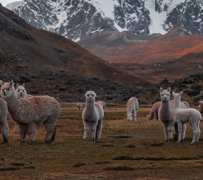 Ausangate Trek To Rainbow Mountain 2 Days Header