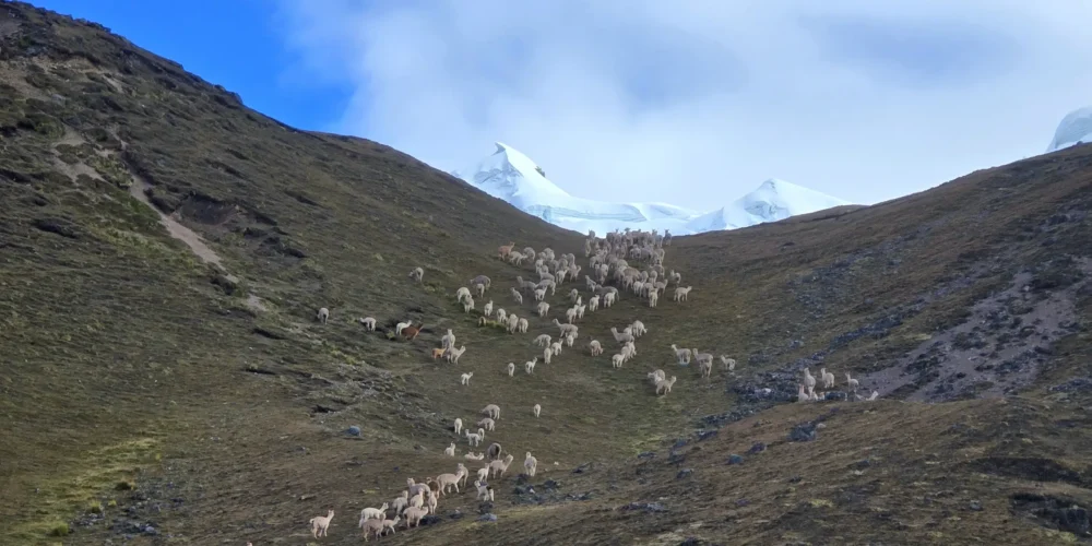 Alpacas walking to the Ausangate glacier