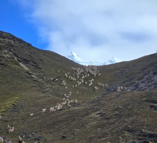 The Alpaca Paradise, a beautiful path 