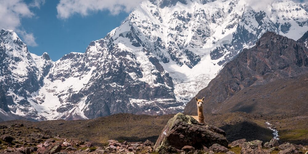 Beautiful photo alpaca and Ausangate mountain