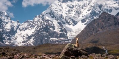 Beautiful photo alpaca and Ausangate mountain Beautiful photo alpaca and Ausangate mountain