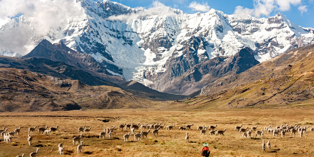 Upis, a beautiful landscape full of alpacas