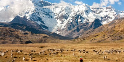 Upis, a beautiful landscape full of alpacas Upis, a beautiful landscape full of alpacas