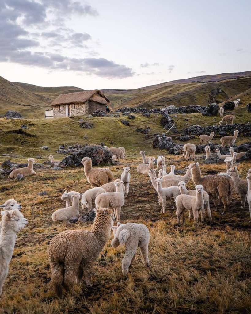 Is Ausangate Trek Difficult? A Guide for Beginners 3 Thousands of alpacas, llamas, and wild vicuñas